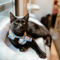 Black cat wearing a colorful collar on a white blanket